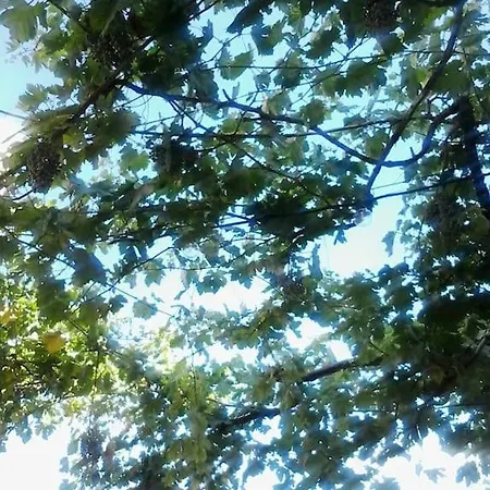 Marylee's Old Town #1 Adults Only