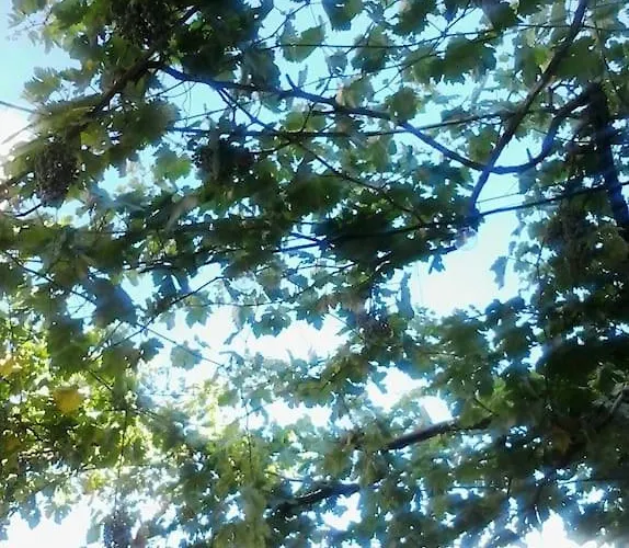 Marylee's Old Town #1 Adults Only