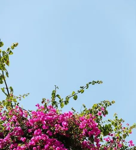 Marylee's Old Town #1 Adults Only Rétino